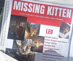 Lost Male Cat last seen apartment building Davis Ave, Rye, NY 10580