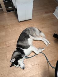 Lost Male Dog last seen LoveStory Restaurant, Sunset, FL 33165