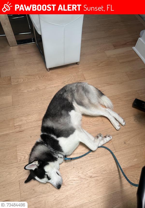 Lost Male Dog last seen LoveStory Restaurant, Sunset, FL 33165