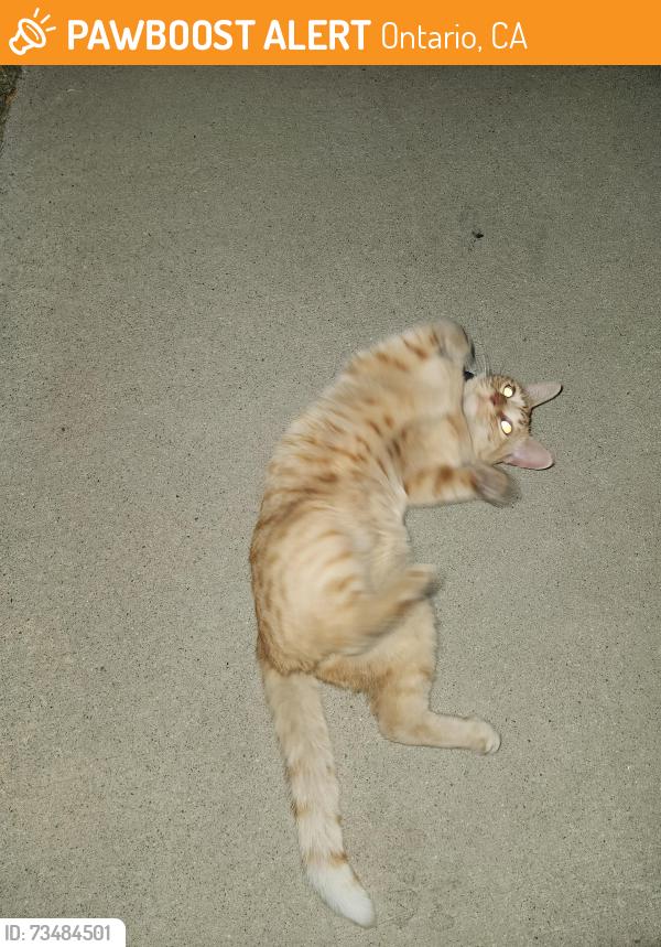 Found/Stray Unknown Cat last seen 7th and Baker Ave, Ontario, CA 91764