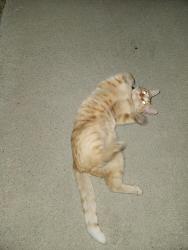 Found/Stray Unknown Cat last seen 7th and Baker Ave, Ontario, CA 91764