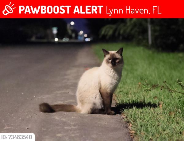 Lost Male Cat last seen Near Virginia Ave, Lynn Haven, FL 32444