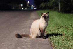 Lost Male Cat last seen Near Virginia Ave, Lynn Haven, FL 32444