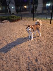 Reunited Female Dog last seen Sedillo Hill Rd, Dennis Chavez Estates, NM 87059