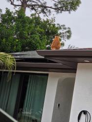 Lost Male Cat last seen 3rd and Lake, Lehigh Acres, FL 33936