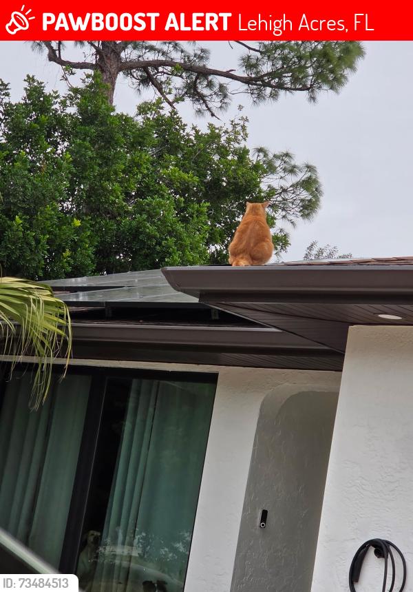Lost Male Cat last seen 3rd and Lake, Lehigh Acres, FL 33936