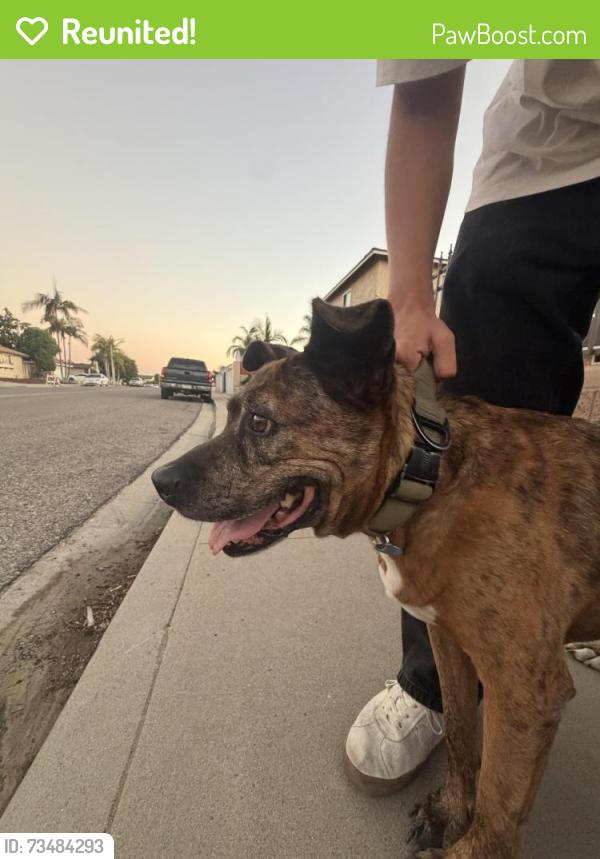 Reunited Unknown Dog last seen East Naples, Chula Vista, CA 91910
