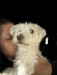 Reunited Male Dog last seen Skyridge rd and Northridge, Clermont, FL 34711