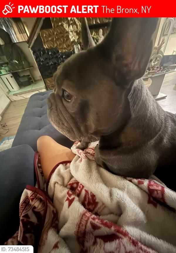 Lost Male Dog last seen Near bussing Ave Bronx 10466, The Bronx, NY 10466