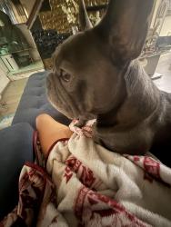 Lost Male Dog last seen Near bussing Ave Bronx 10466, The Bronx, NY 10466