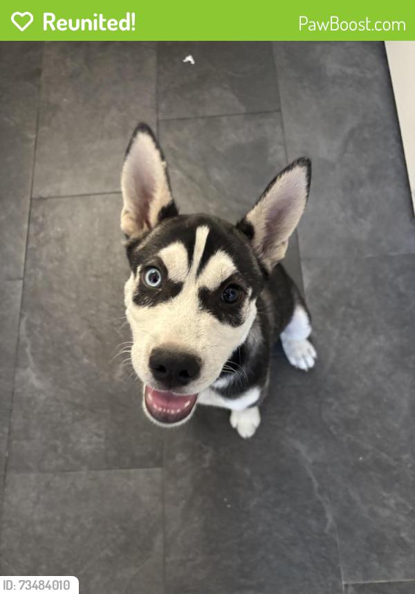 Reunited Male Dog last seen Wildflower Dr, Antioch, CA, USA, Antioch, CA 94509