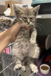 Shelter Stray Female Cat last seen Near macarthur ave, Oakland, CA, 1101 29th Ave, Oakland, CA 94601, USA