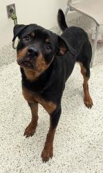 Shelter Stray Male Dog last seen Near Old Hapeville Rd., Atlanta, GA, 1251 Fulton Industrial Blvd NW, Atlanta, GA 30336, USA