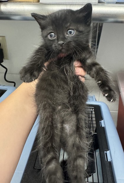 Shelter Stray Male Cat last seen Near macarthur ave, Oakland, CA, 1101 29th Ave, Oakland, CA 94601, USA