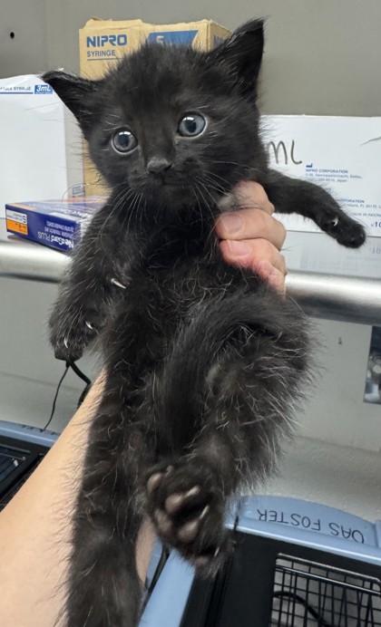 Shelter Stray Female Cat last seen Near macarthur ave, Oakland, CA, 1101 29th Ave, Oakland, CA 94601, USA