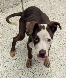 Shelter Stray Male Dog last seen Near welcome all rd, South Fulton, GA, 1251 Fulton Industrial Blvd NW, Atlanta, GA 30336, USA