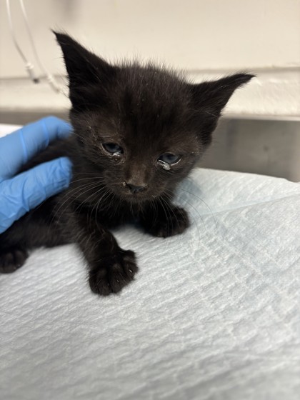 Shelter Stray Female Cat last seen Near Walnut Ave, Oakland, CA, 1101 29th Ave, Oakland, CA 94601, USA
