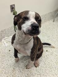 Shelter Stray Male Dog last seen Near Whitehall terr sw, Atlanta, GA, 1251 Fulton Industrial Blvd NW, Atlanta, GA 30336, USA