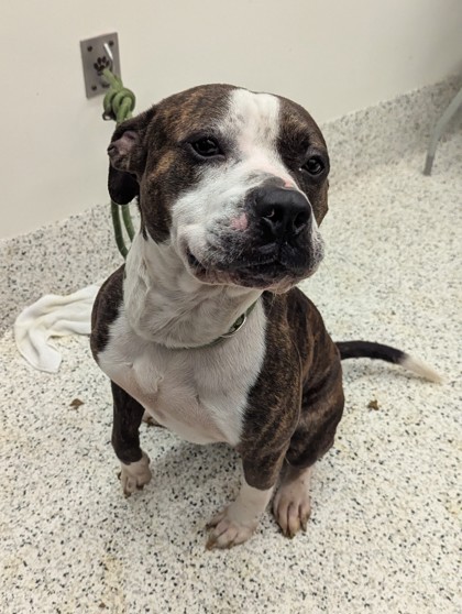 Shelter Stray Male Dog last seen Near Whitehall terr sw, Atlanta, GA, 1251 Fulton Industrial Blvd NW, Atlanta, GA 30336, USA