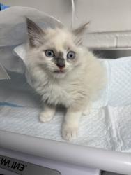 Shelter Stray Female Cat last seen Near 106th ave, Oakland, CA, 1101 29th Ave, Oakland, CA 94601, USA