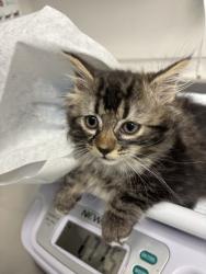 Shelter Stray Female Cat last seen Near 106th ave, Oakland, CA, 1101 29th Ave, Oakland, CA 94601, USA