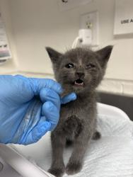 Shelter Stray Male Cat last seen Near Walnut Ave, Oakland, CA, 1101 29th Ave, Oakland, CA 94601, USA