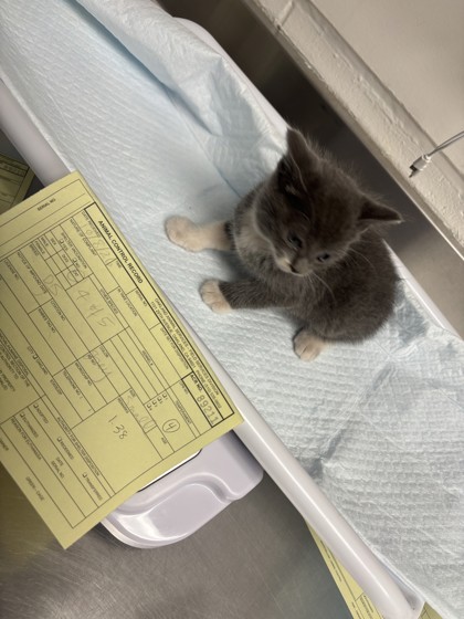 Shelter Stray Unknown Cat last seen Near Walnut Ave, Oakland, CA, 1101 29th Ave, Oakland, CA 94601, USA