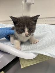 Shelter Stray Male Cat last seen Near Walnut Ave, Oakland, CA, 1101 29th Ave, Oakland, CA 94601, USA