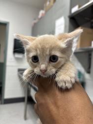 Shelter Stray Female Cat last seen 39th Ave and Wattling St, Oakland, CA, 1101 29th Ave, Oakland, CA 94601, USA