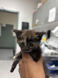 Shelter Stray Female Cat last seen 39th Ave and Wattling St, Oakland, CA, 1101 29th Ave, Oakland, CA 94601, USA