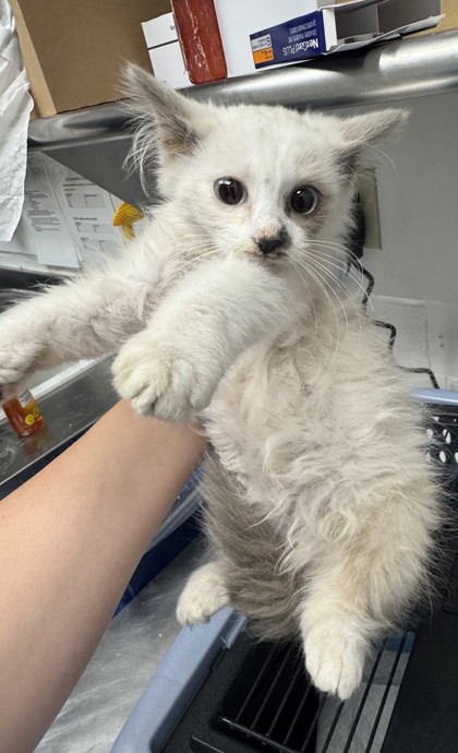 Shelter Stray Female Cat last seen 8th ave, Oakland, CA, 1101 29th Ave, Oakland, CA 94601, USA