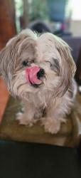 Lost Male Dog last seen SE ROOTS RD/SE WEBSTER RD, Milwaukie, OR 97267