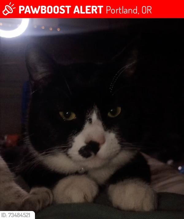Lost Male Cat last seen N kerby and n jarrett st, Portland, OR 97217