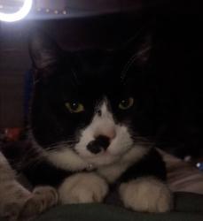 Lost Male Cat last seen N kerby and n jarrett st, Portland, OR 97217