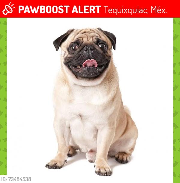 Lost Male Dog last seen Estado de México, Tequixquiac, Méx. 