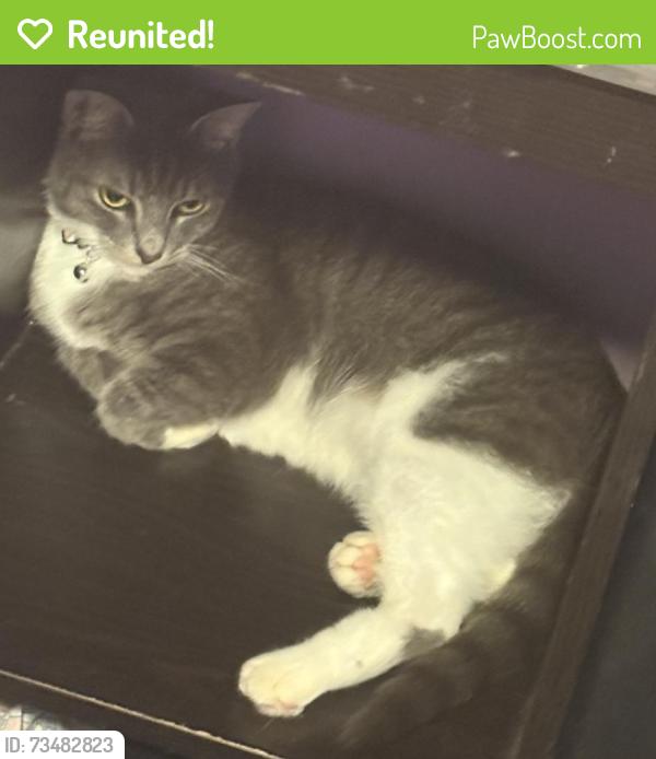 Reunited Female Cat last seen Ashton village, Cumberland, RI 02864