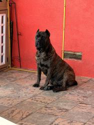 Lost Male Dog last seen Magic Johnson park, Los Angeles, CA 90059