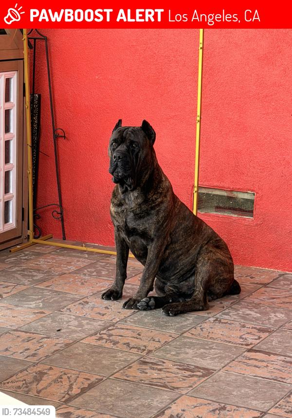 Lost Male Dog last seen Magic Johnson park, Los Angeles, CA 90059