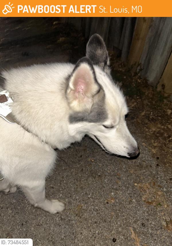 Found/Stray Unknown Dog last seen Virginia, St. Louis, MO 63116