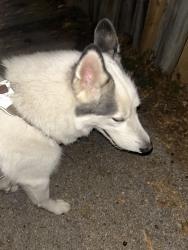Found/Stray Unknown Dog last seen Virginia, St. Louis, MO 63116