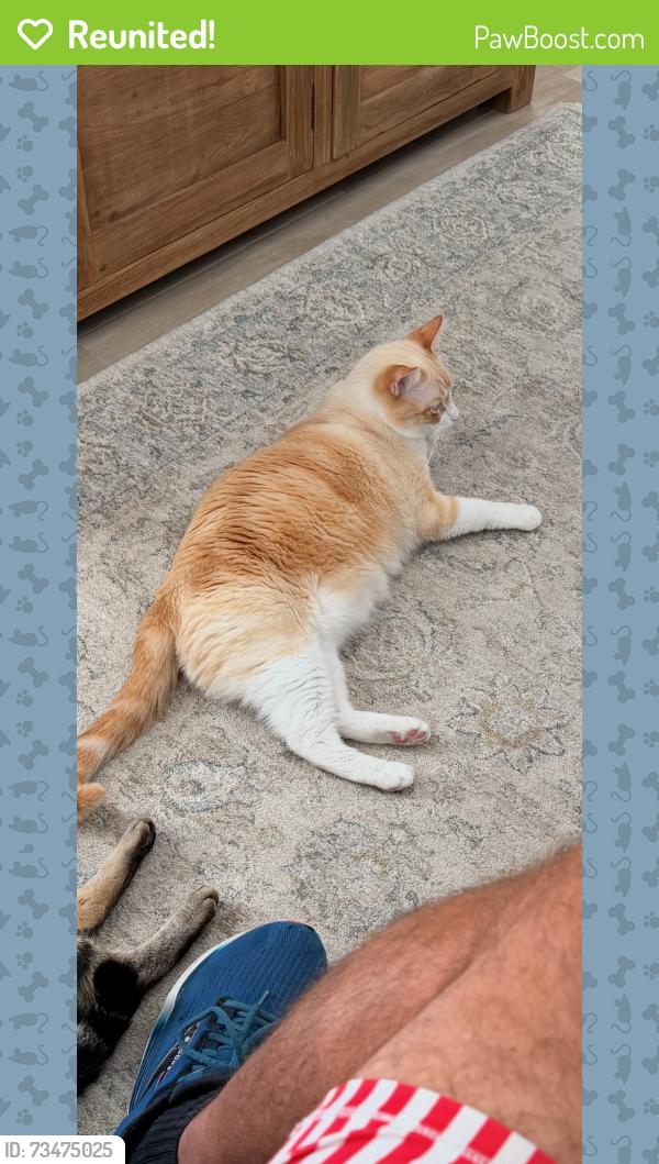 Reunited Male Cat last seen 14th street, St. Petersburg, FL 33703