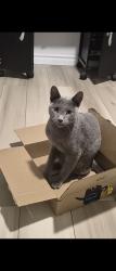 Found/Stray Male Cat last seen Abel cliff st., Las Vegas, NV 89143