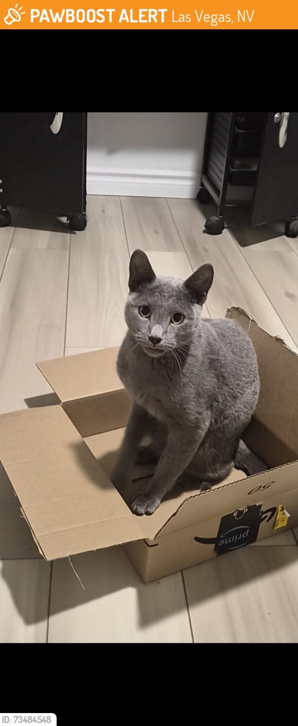 Found/Stray Male Cat last seen Abel cliff st., Las Vegas, NV 89143