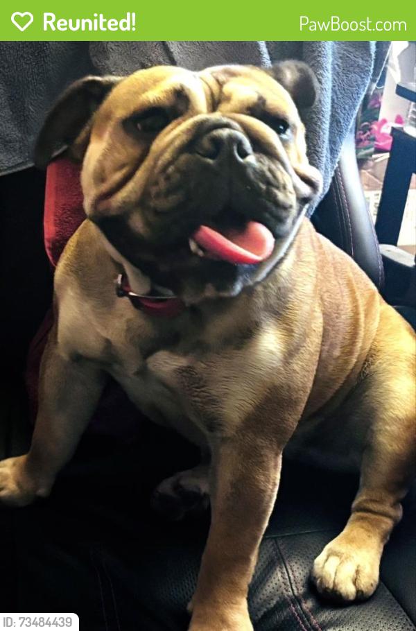 Reunited Female Dog last seen W 6th St, Santa Ana, CA 92703, USA, Santa Ana, CA 92703