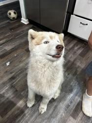 Lost Male Dog last seen victory dr, south lumpkin road, Columbus, GA 31903