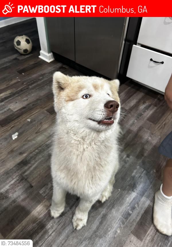 Lost Male Dog last seen victory dr, south lumpkin road, Columbus, GA 31903