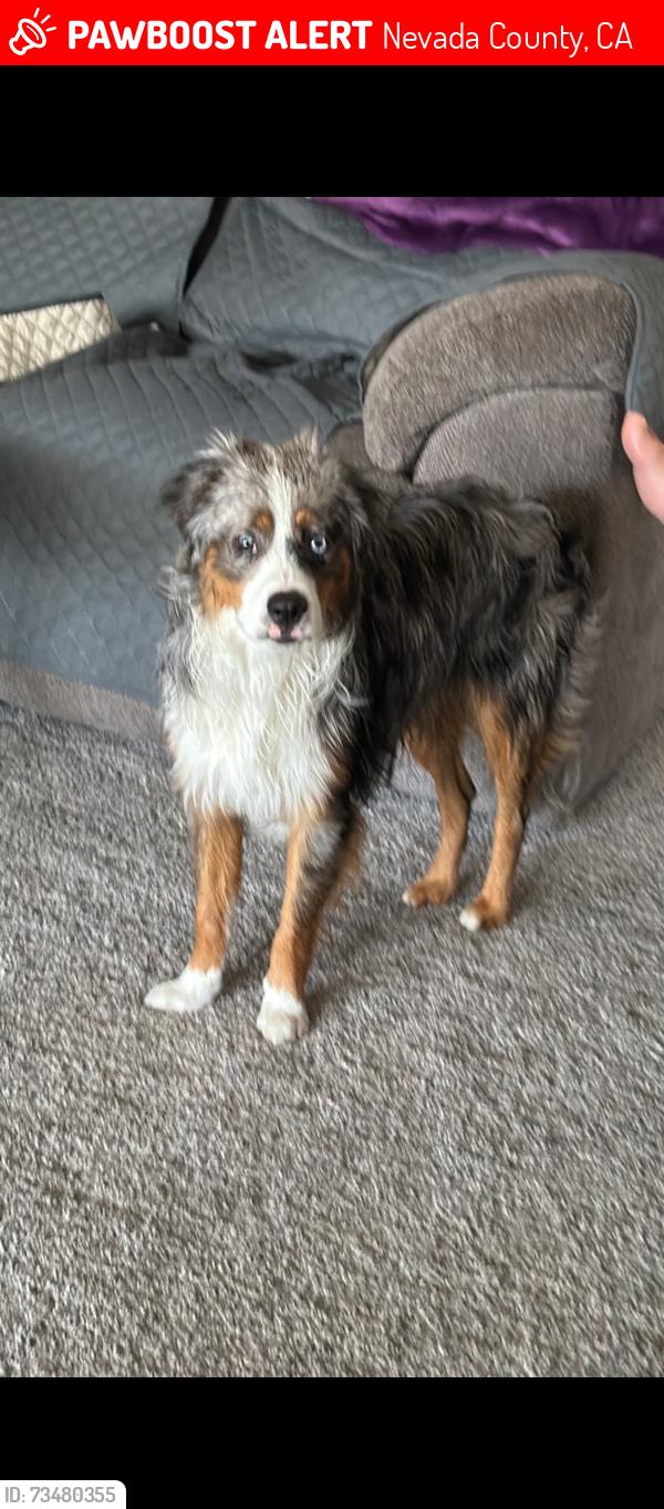 Lost Male Dog last seen Gracie Rd, Nevada County, CA 95959