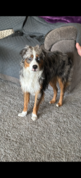 Lost Male Dog last seen Gracie Rd, Nevada County, CA 95959