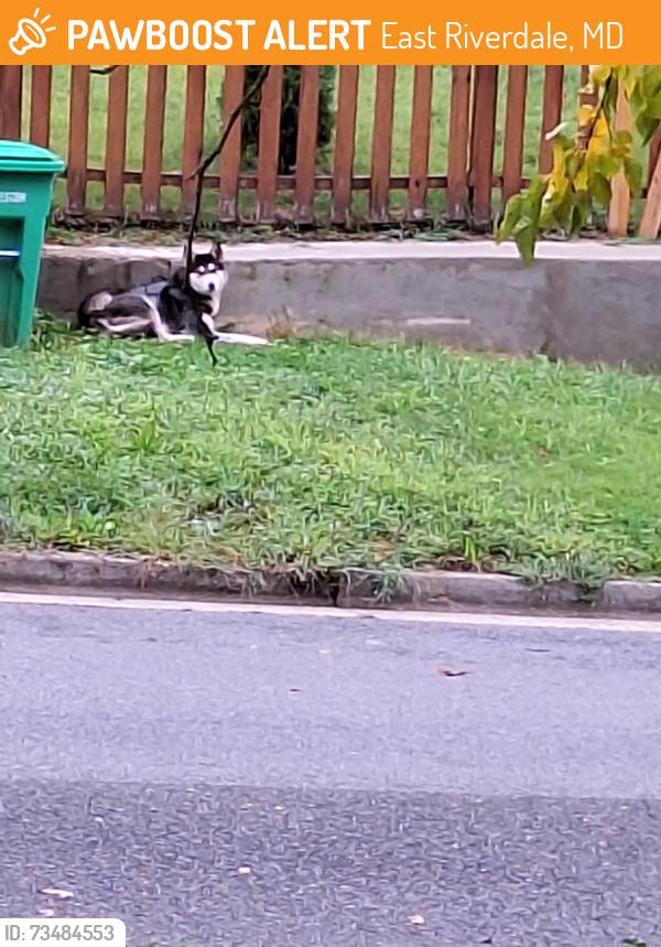 Found/Stray Female Dog last seen 63rd. Ave and Powhatan, East Riverdale, MD 20737