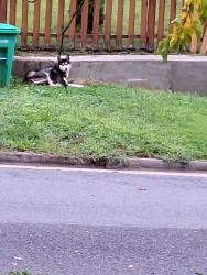 Found/Stray Female Dog last seen 63rd. Ave and Powhatan, East Riverdale, MD 20737